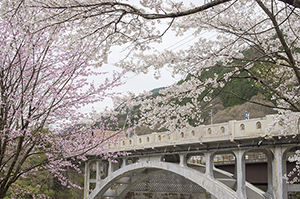 渡良瀬橋と桜のフリー写真素材