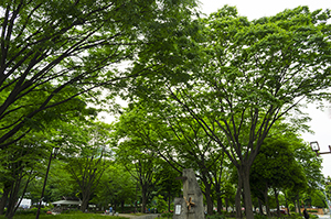 名古屋の下園公園のフリー写真素材