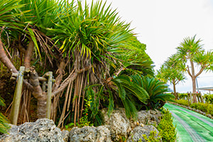 沖縄の植物のフリー写真素材