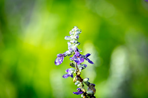 植物のフリー写真素材
