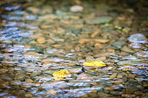 流れる落ち葉のフリー写真素材