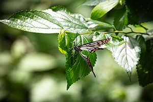 蝶々のフリー写真素材