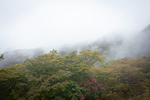 霧がかかった森のフリー写真素材