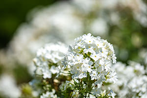 白い花のフリー写真素材