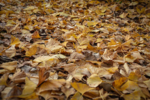 銀杏の落ち葉のフリー写真素材
