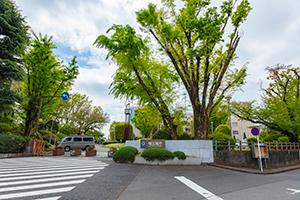 埼玉県庁付近前のフリー写真素材