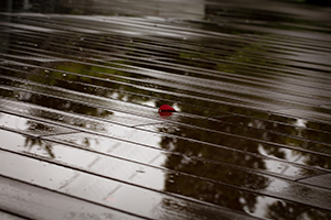 雨の中の落葉のフリー写真素材